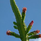 Calymmanthium substerile (only one plant ! exceptional. Ask for avaibility before ordering)